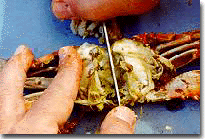 [ Cut Crab in Half ]